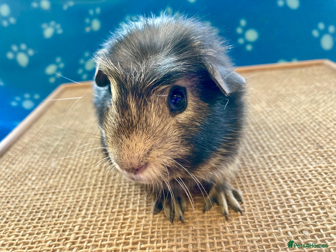 Guinea Pig rodents for sale: Gorgeous baby boy Guinea pigs  - Image 4