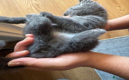 British Shorthair cats for sale: It’s a British short hair  - Image 6