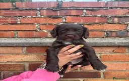 Cocker Spaniel dogs for sale: 3 male cocker spaniel pups  - Image 16
