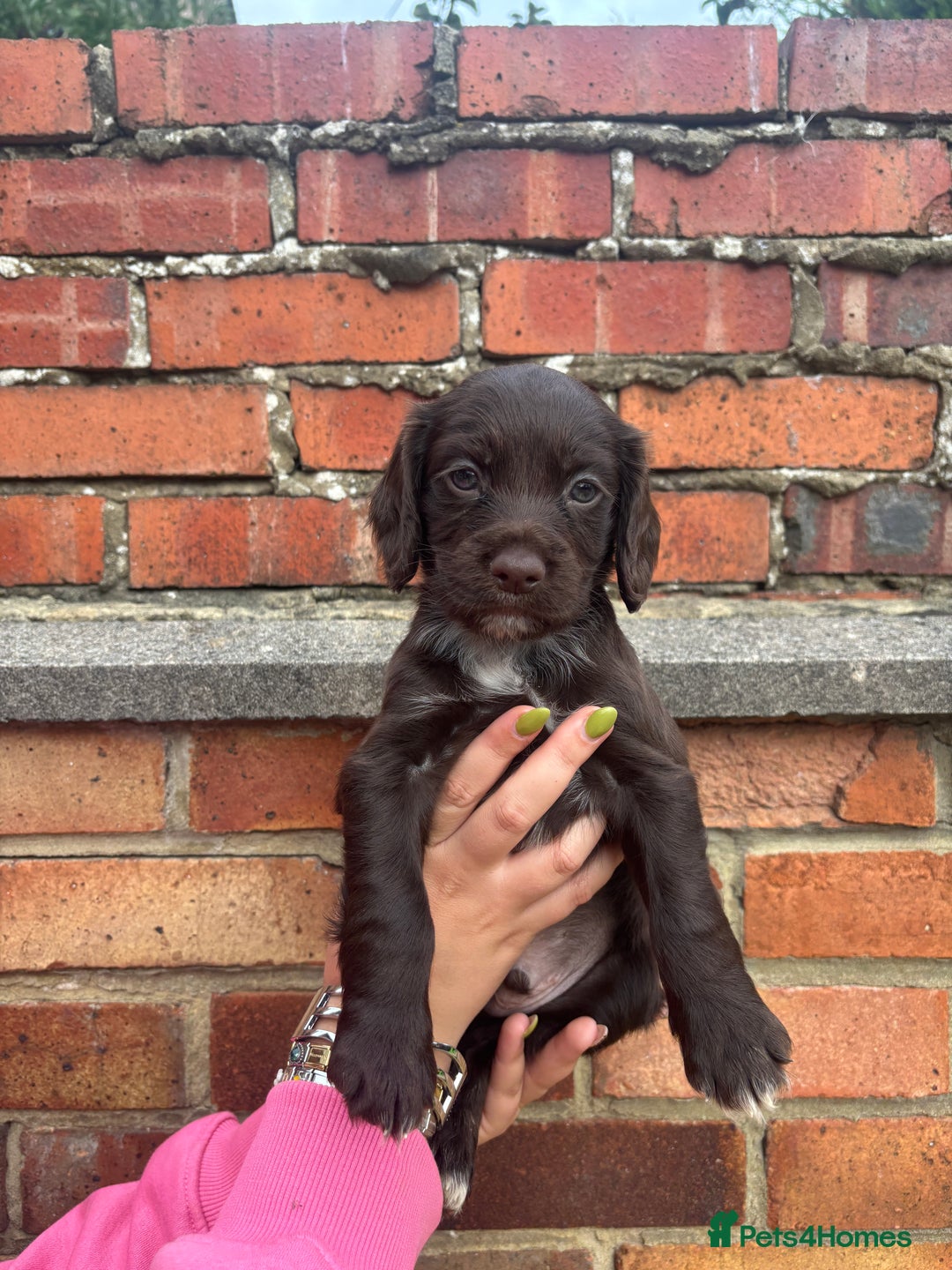 Cocker Spaniel dogs for sale: 3 male cocker spaniel pups  - Image 16