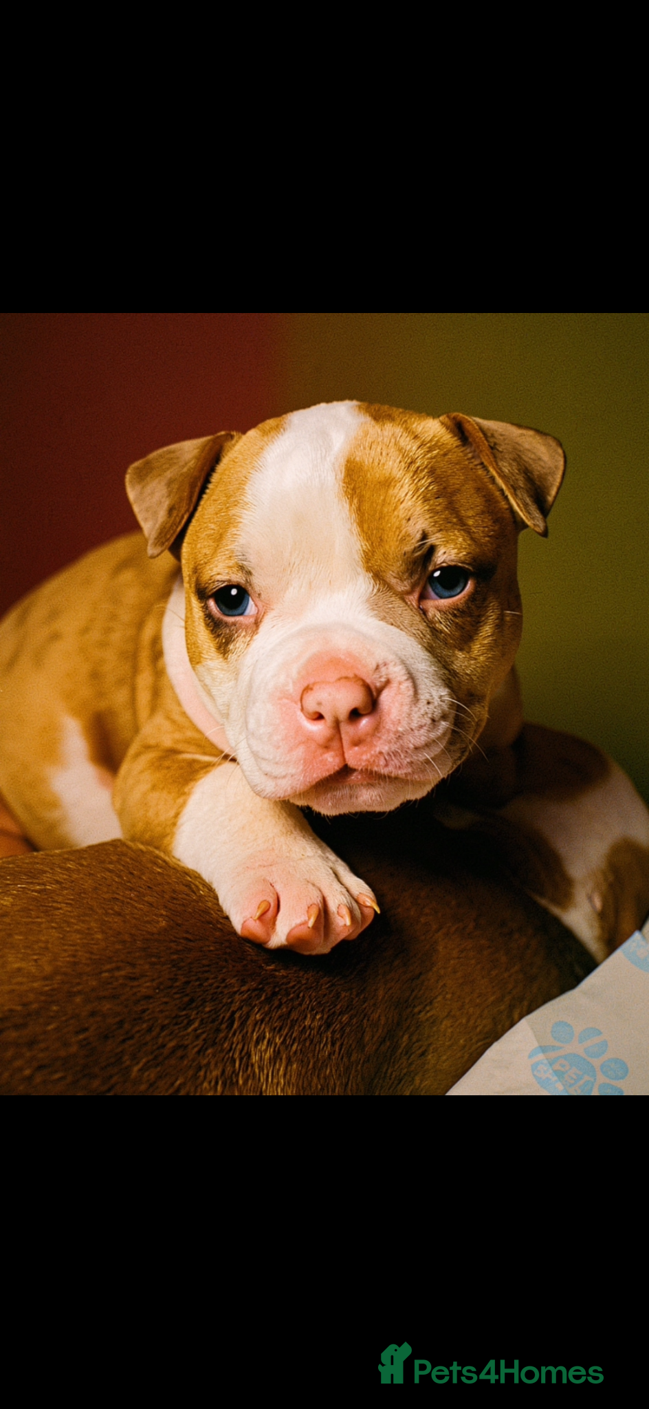 American Bully dogs Pocket bully puppies Merle fawn pied tri - Advert 11