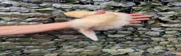 Ferret rodents for sale: Last 2 Longer haired Jills in Bracknell - Advert 9