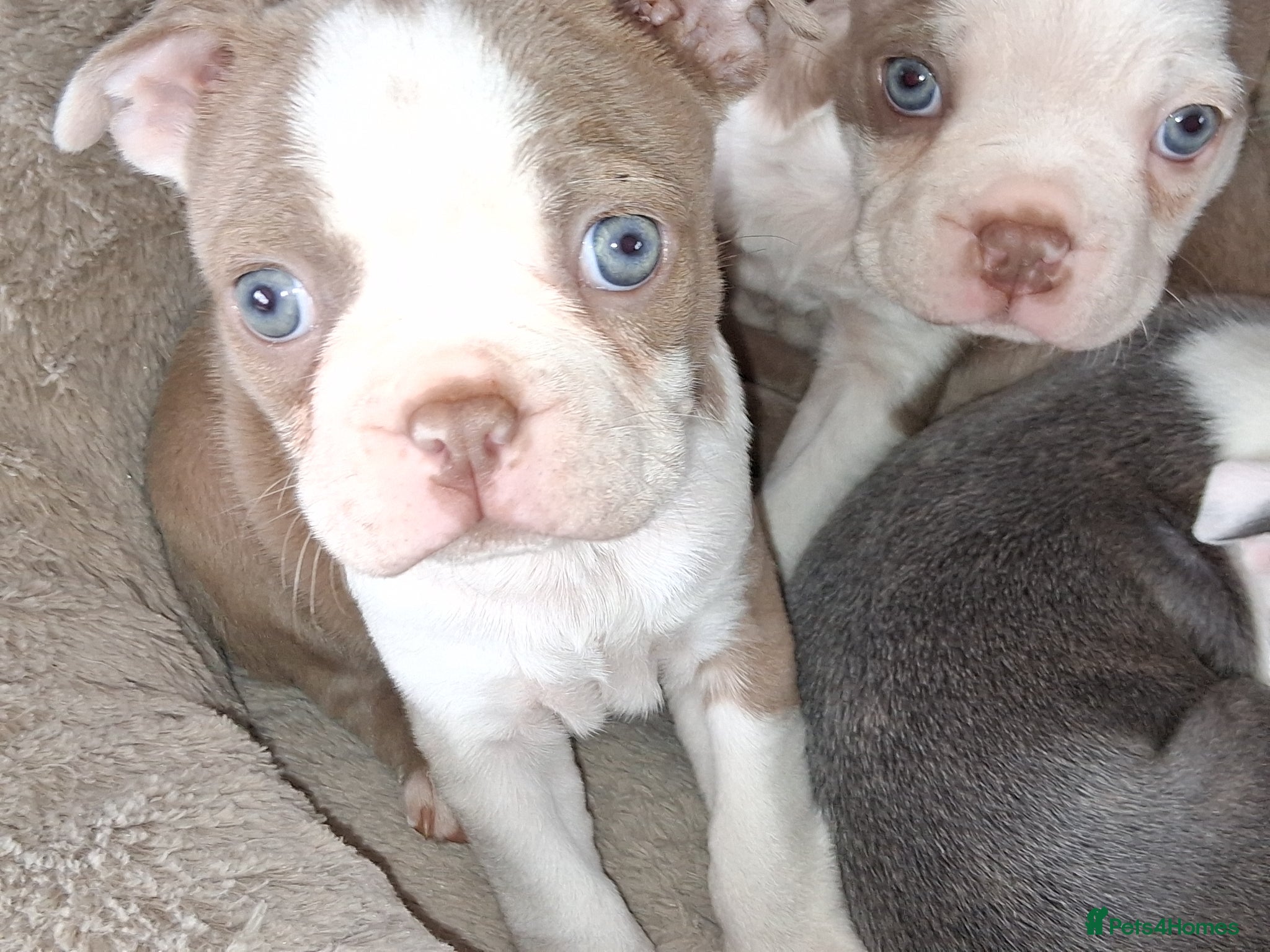 Boston Terrier dogs KC reg 1 girl 1 boy available  - Advert 7
