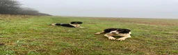 English Springer Spaniel dogs for sale: Working springer spaniels  in Totnes - Advert 8