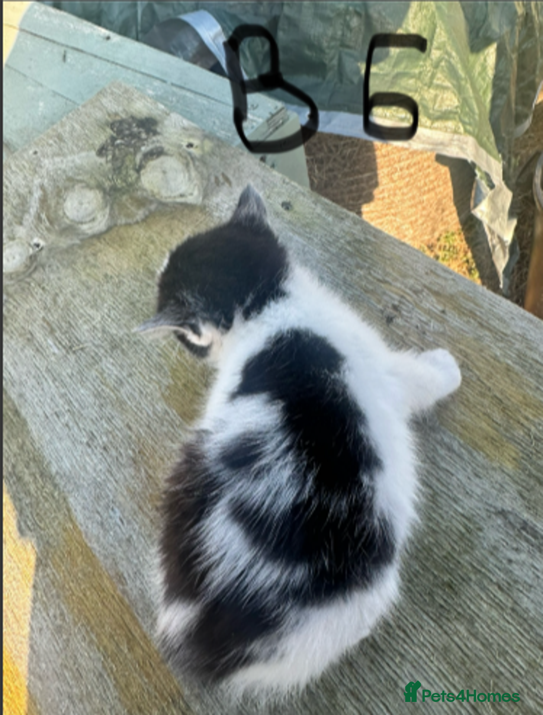 Mixed Breed cats for sale: Adorable Black and White Tuxedo Kittens - Advert 11