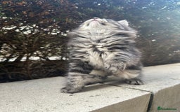 Ragdoll cats for sale: Beautiful Ragdoll Mix Kittens - Image 7
