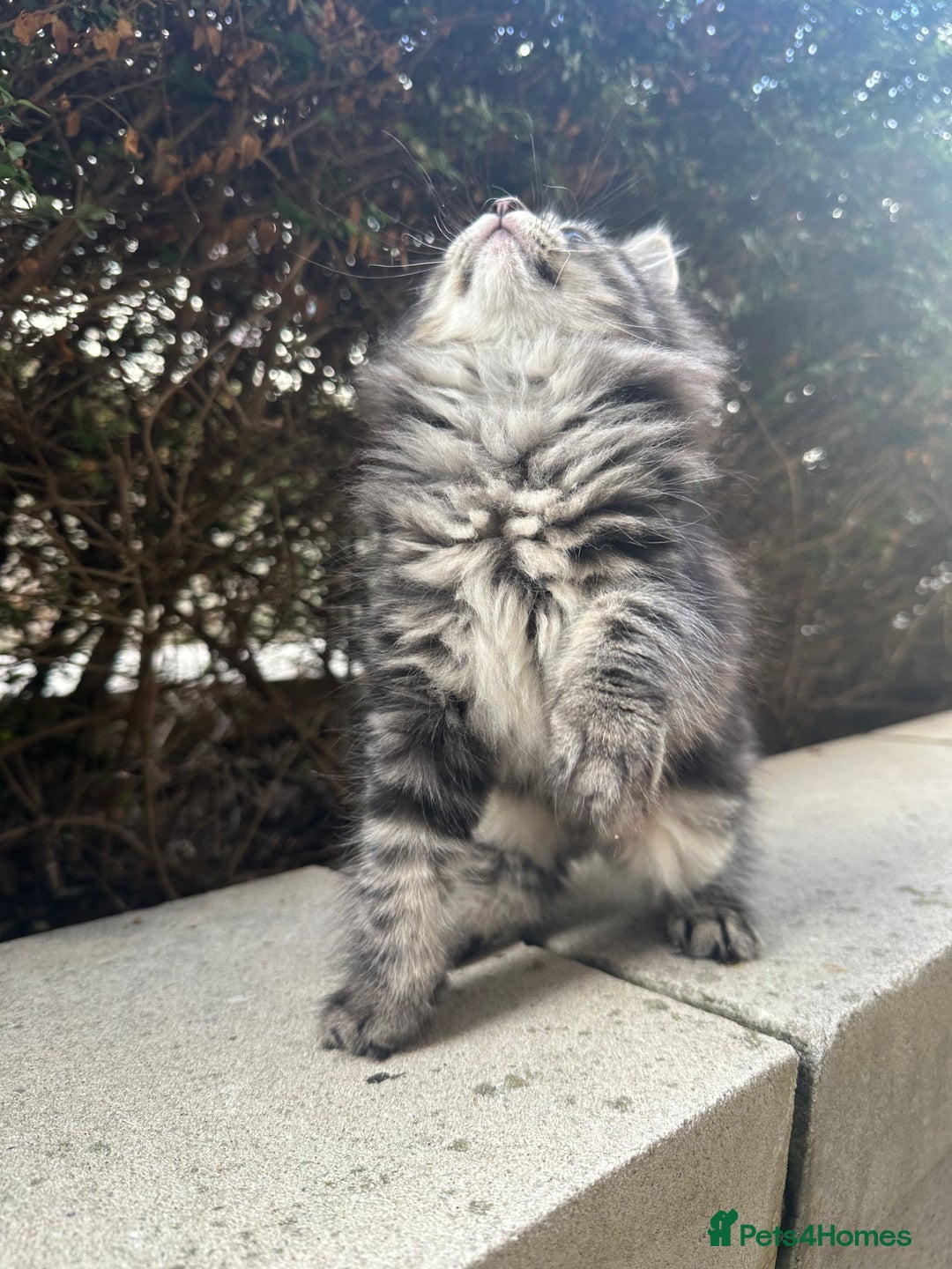 Ragdoll cats for sale: Beautiful Ragdoll Mix Kittens - Image 7