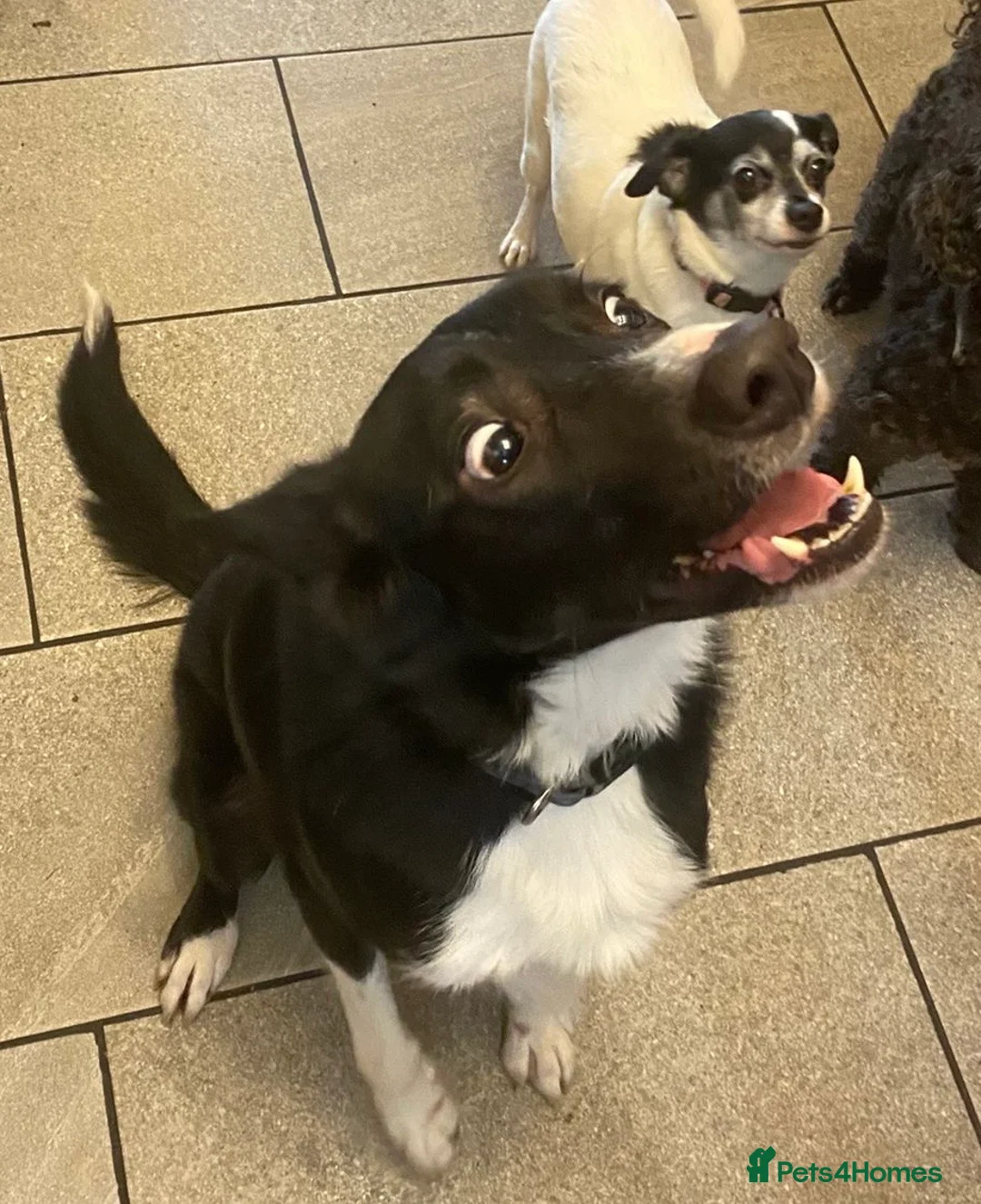 Border Collie dogs for sale: Male short haired collie in Northampton - Advert 5