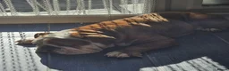 English Bulldog dogs for sale: Rehome english bulldog male - Advert 3