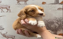 Cocker Spaniel dogs for sale: Beautiful KC Registered Working Cocker Spaniel Boy - Image 21