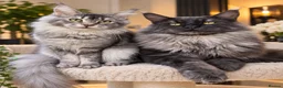 Maine Coon cats for sale: Beautiful Baby Maine Coon Kittens - Advert 29