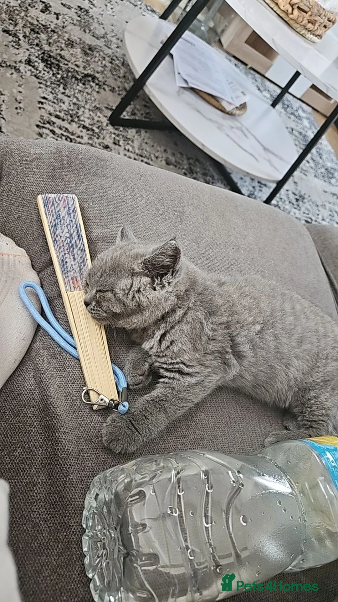British Shorthair cats for sale: 1 Female Pure British Shorthair Kitten - Advert 2