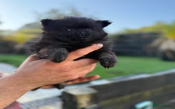 Pomeranian dogs for sale: Pomeranian puppy’s  - Image 6