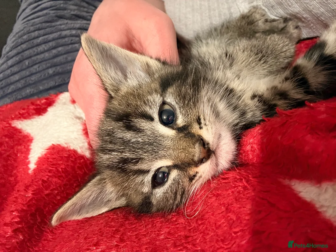 Mixed Breed cats for sale: Half bengal and Norwegian forest cat in Worcester Park - Advert 19