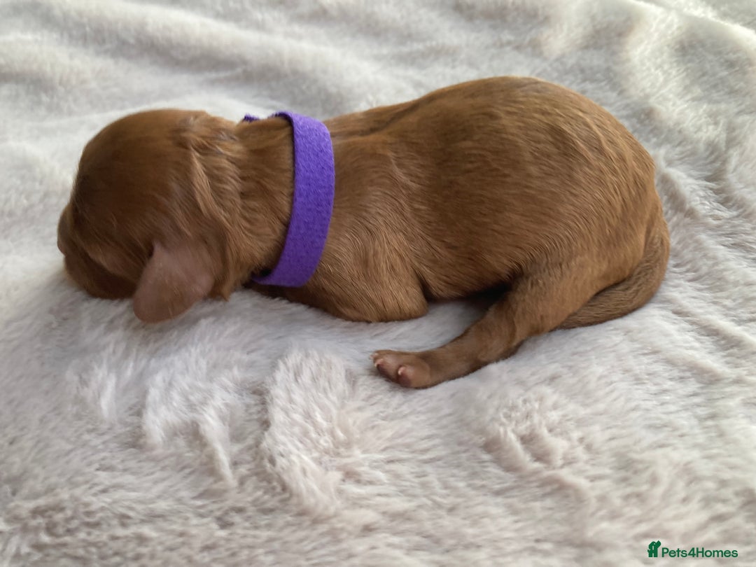 Mixed Breed dogs for sale: Cockapoo/Cavapoo Mix Puppies Available 10 Nov 25 - Image 28