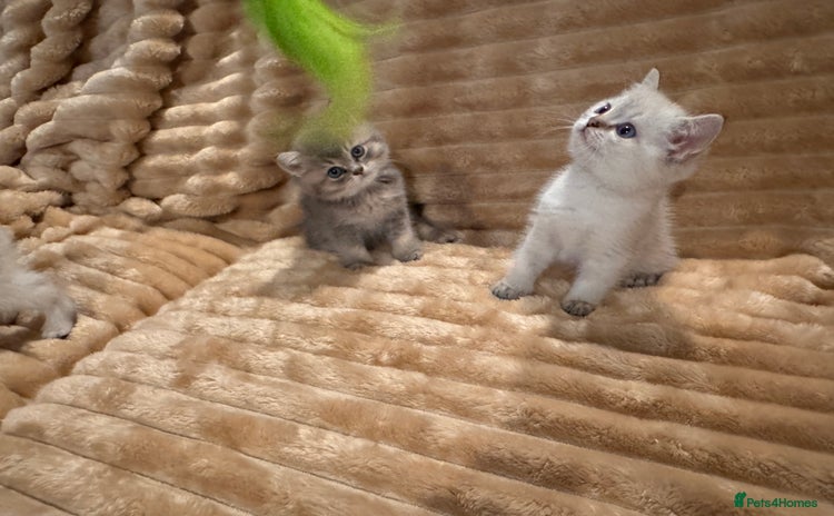 British Shorthair cats - Advert 1