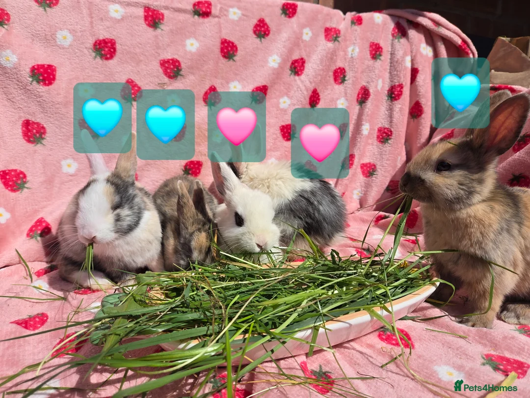 Mixed Breed rabbits for sale: Plush Mini lop 8 weeks old very tame - Advert 1