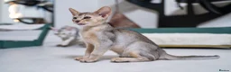 Abyssinian cats for sale: Bonbon – Ready Now | Exceptional Silver Abyssinian - Advert 12