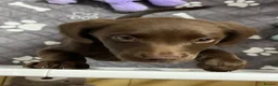 Mixed Breed dogs for sale: Brown female lab mix (Bonnie) - Advert 2