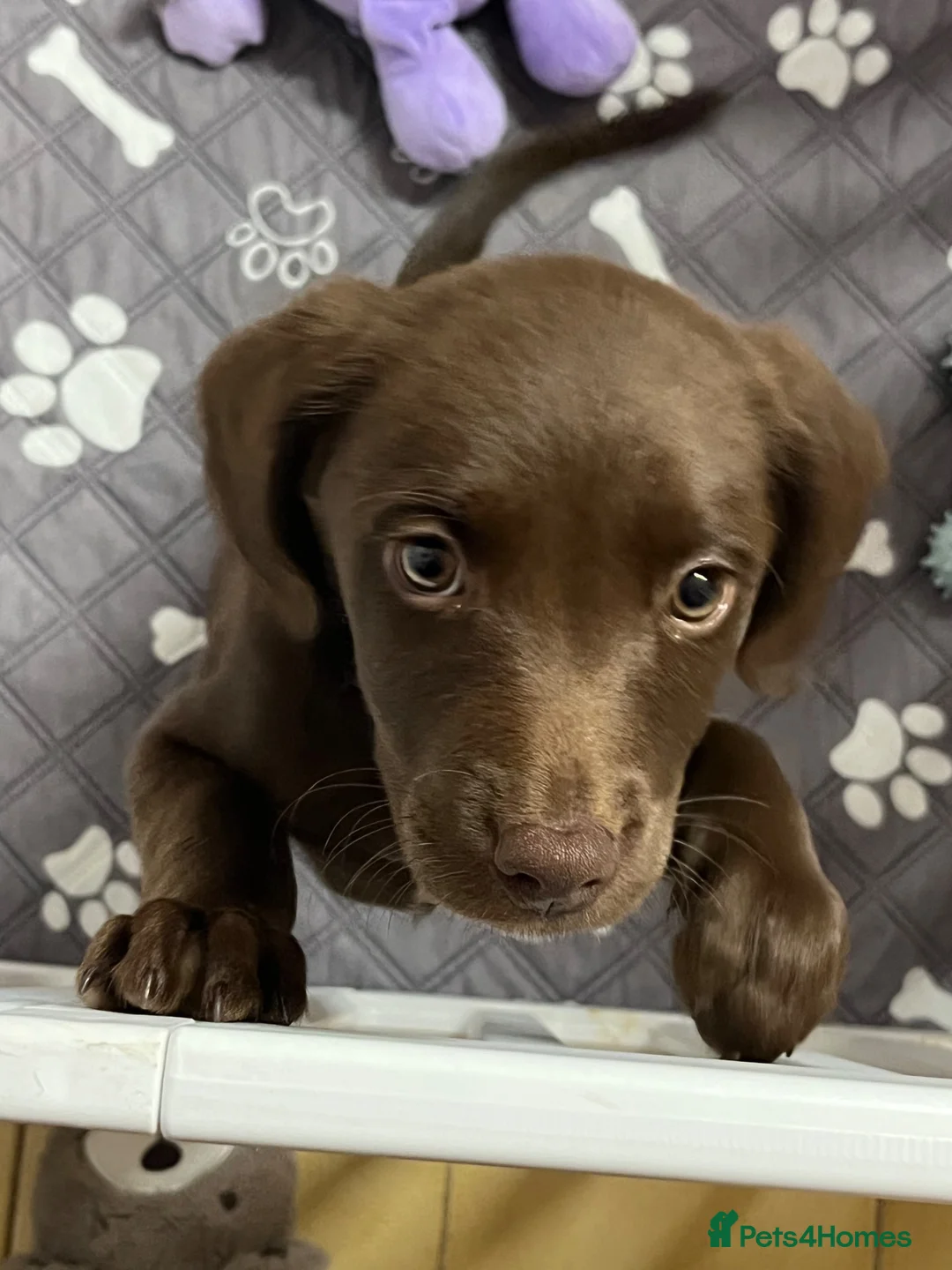 Mixed Breed dogs for sale: Brown female lab mix (Bonnie) - Advert 2