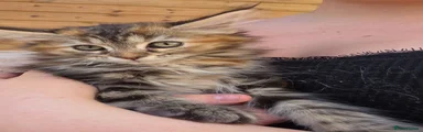 Maine Coon 7