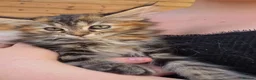 Maine Coon cats for sale: Maine Coon x Ragdoll x Persian  - Advert 20