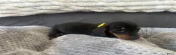 Miniature Dachshund dogs for sale: Miniature Daschund Pups for loving homes - Advert 23