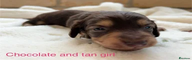 Chocolate and tan girl 