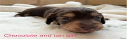 Miniature Dachshund dogs for sale: Beautiful Long haired miniature Dachshund Puppies  - Advert 2