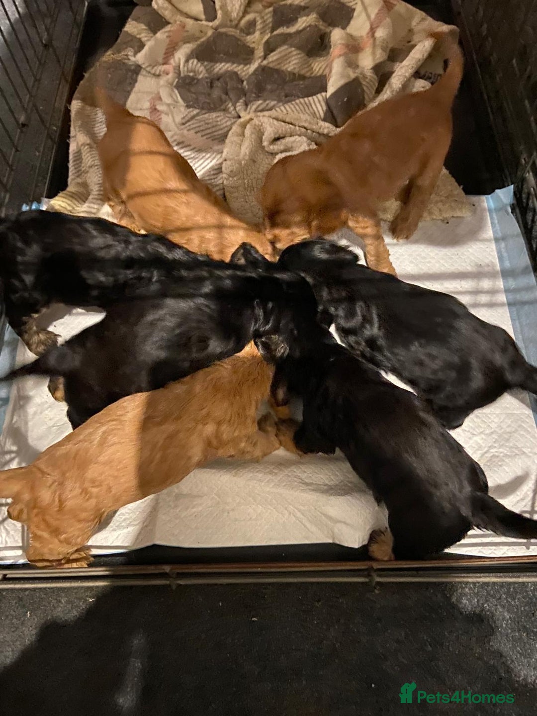 Cocker Spaniel dogs for sale: English Show Cocker Spaniels  - Advert 2