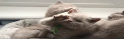 British Shorthair cats for stud: 🏆🥇Beautiful Lilac Boy GCCF/TICA registered 🏆🥇 - Advert 7