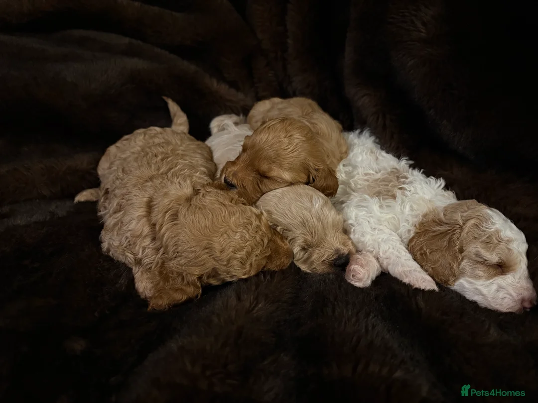 Cavapoo dogs for sale: Stunning F1B Cavapoo’s - Advert 4