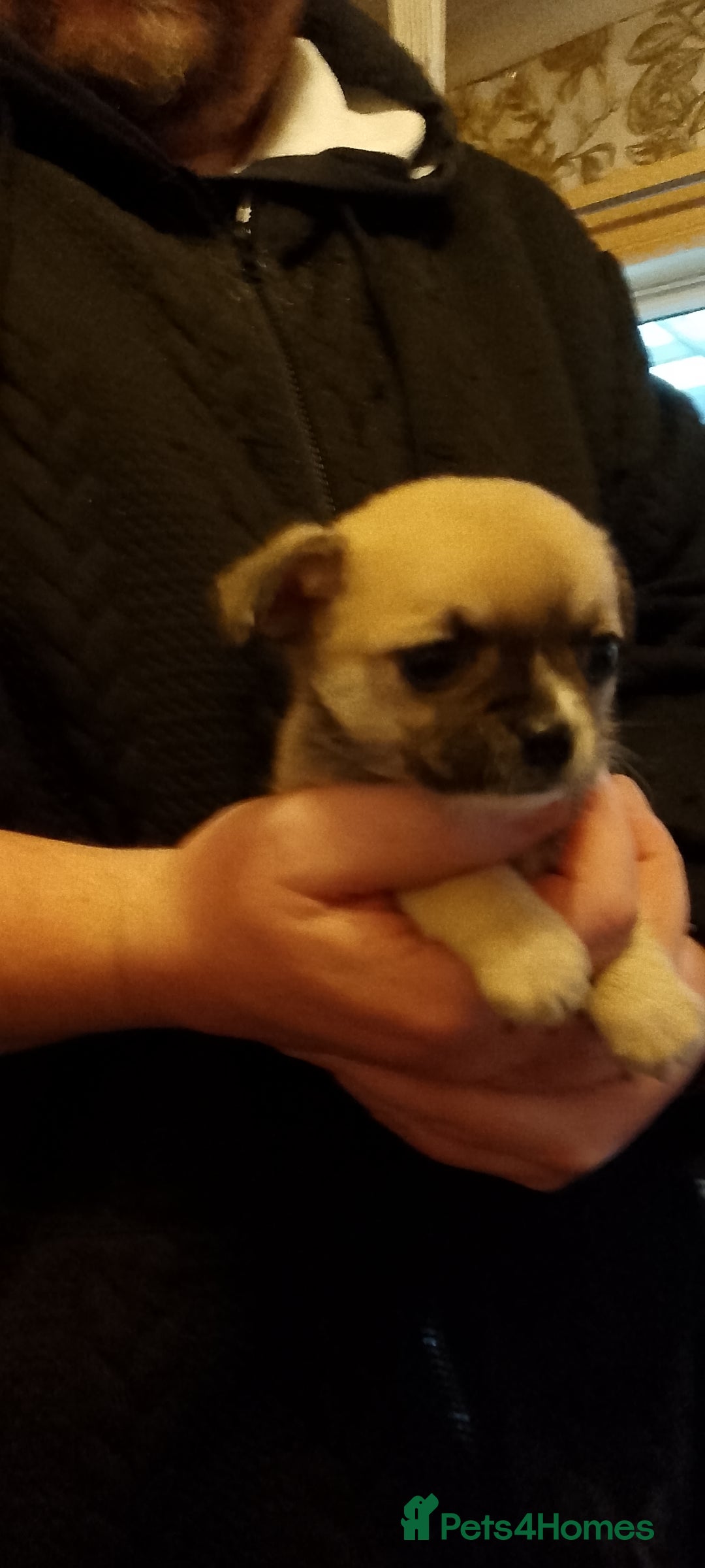 Chihuahua dogs for sale:  Chihuahua puppies can be seen with mum and dad  - Advert 17