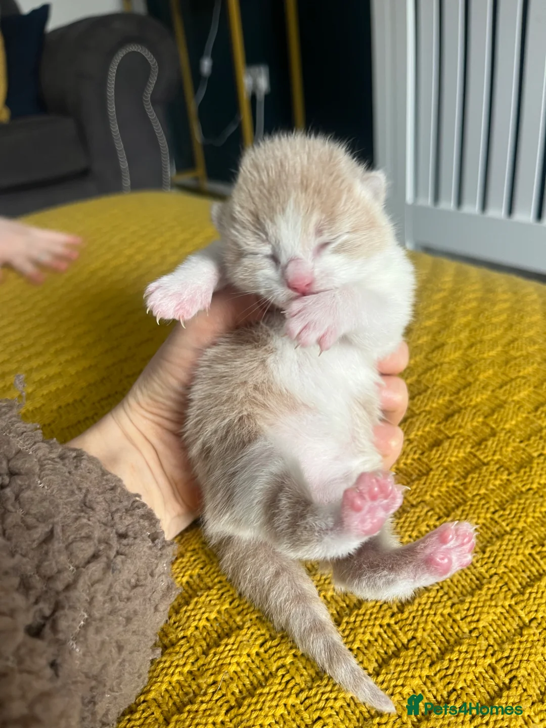 Mixed Breed cats for sale: Kittens half Maine Coon - Advert 2