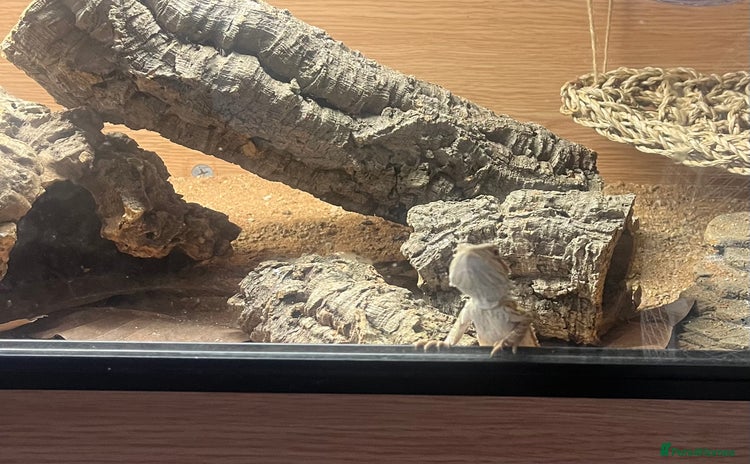 Bearded Dragon reptiles - Advert 2