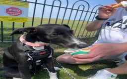 Mixed Breed dogs for sale: Maisy needs a forever home - Image 5