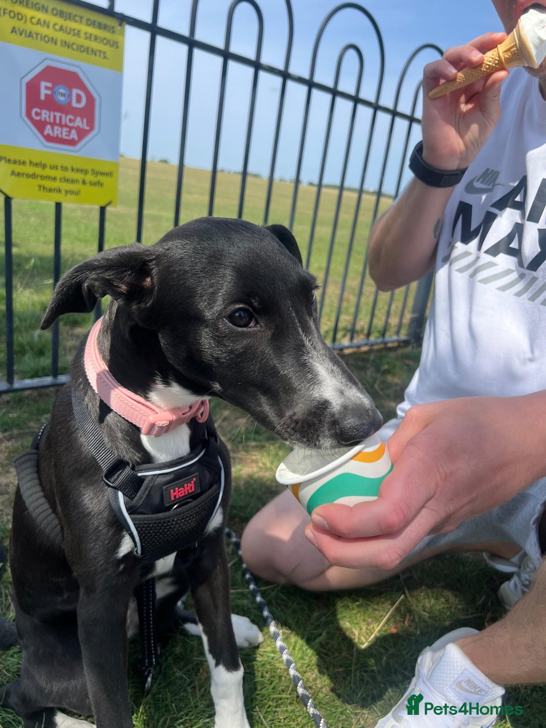 Mixed Breed dogs for sale: Maisy needs a forever home - Image 5