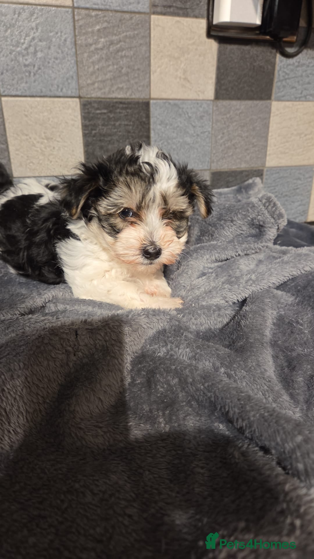 Yorkshire Terrier dogs for sale: Yorkshire terrier biewer puppies  - Advert 4