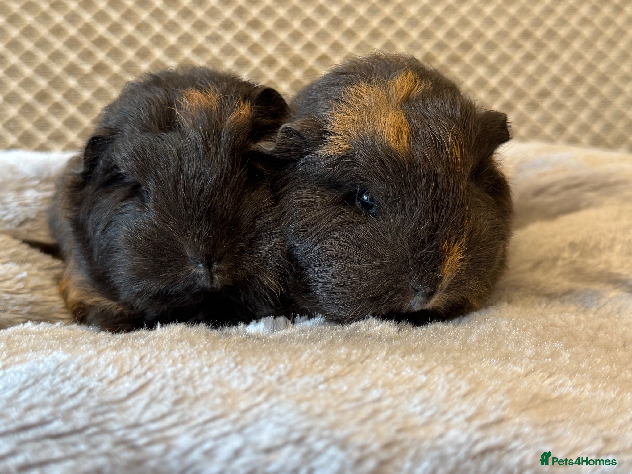Guinea Pig rodents Beautiful pure bred Swiss guinea pigs - Advert 5