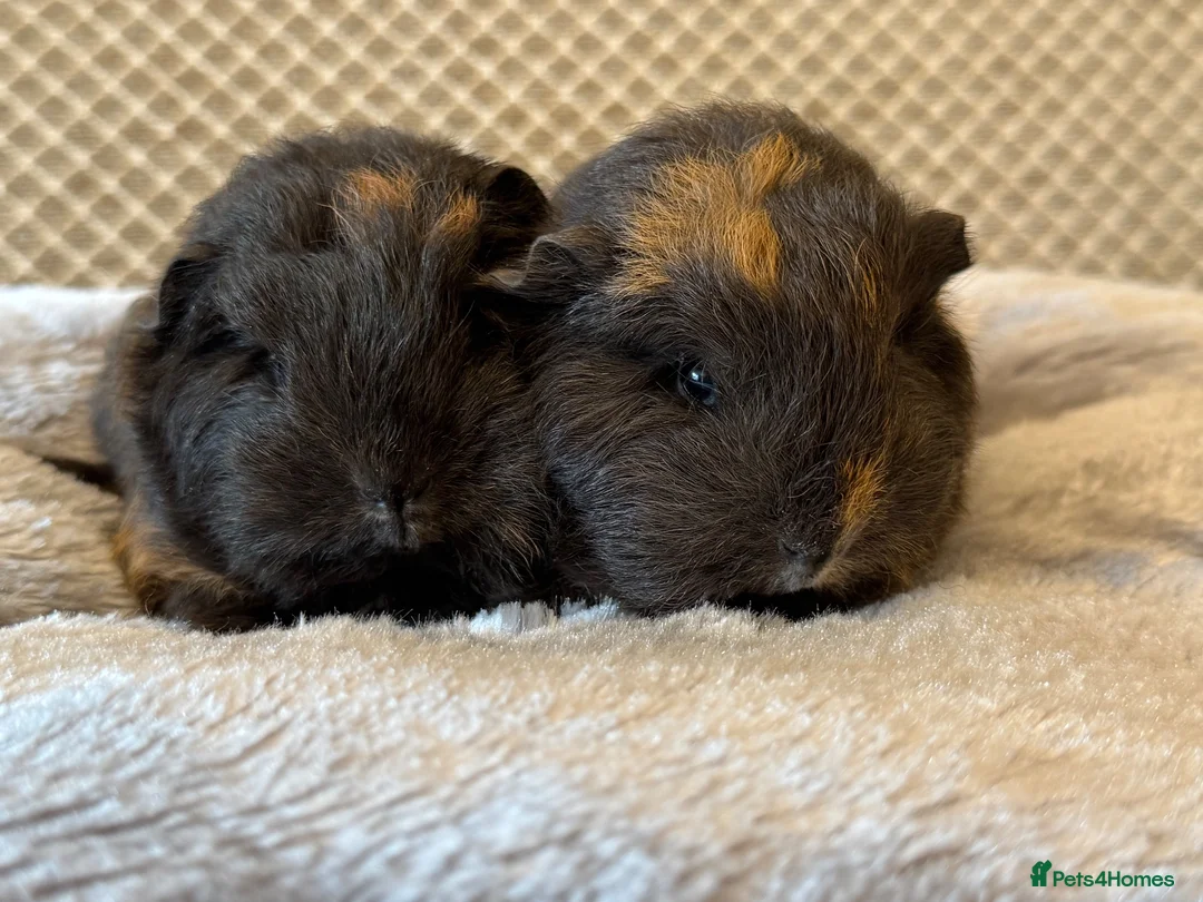 Guinea Pig rodents for sale: Beautiful pure bred Swiss guinea pigs in Widnes - Advert 1