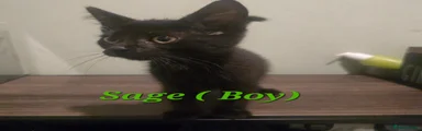 Sage 