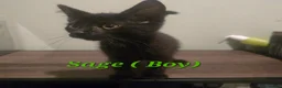 Mixed Breed cats for sale: 4 Gorgeous Kittens ( Price Varies)  - Advert 10