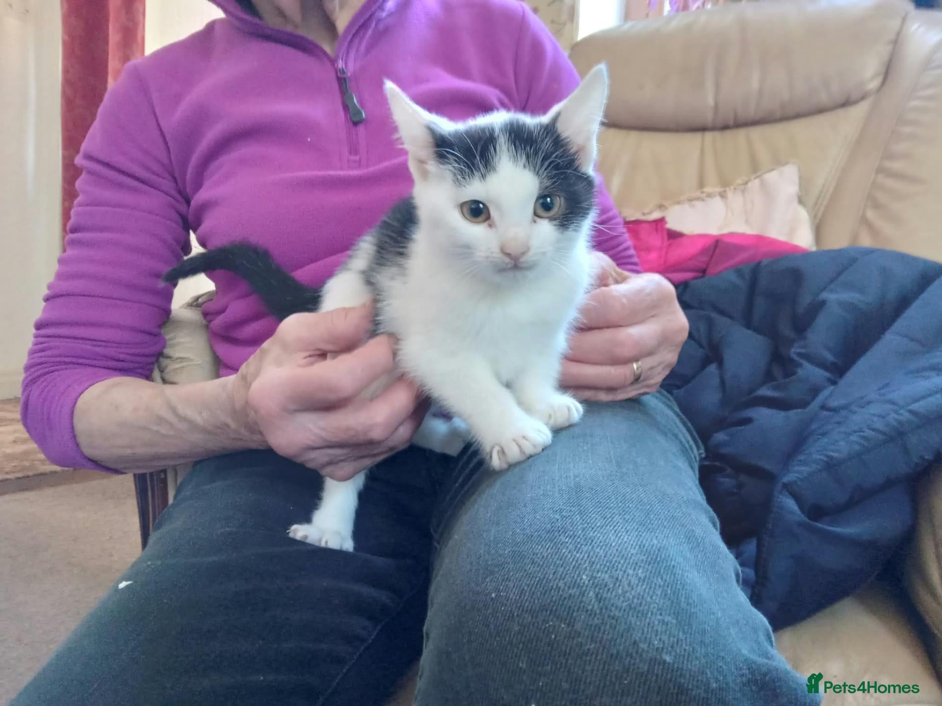 Mixed Breed cats Beautiful kittens - Advert 3