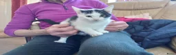Mixed Breed cats for sale: Beautiful kittens - Advert 1