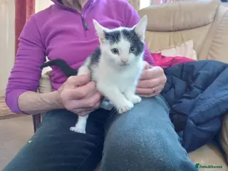 Mixed Breed cats Beautiful kittens - Advert 3