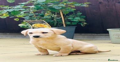 Labrador Retriever dogs - Advert 8