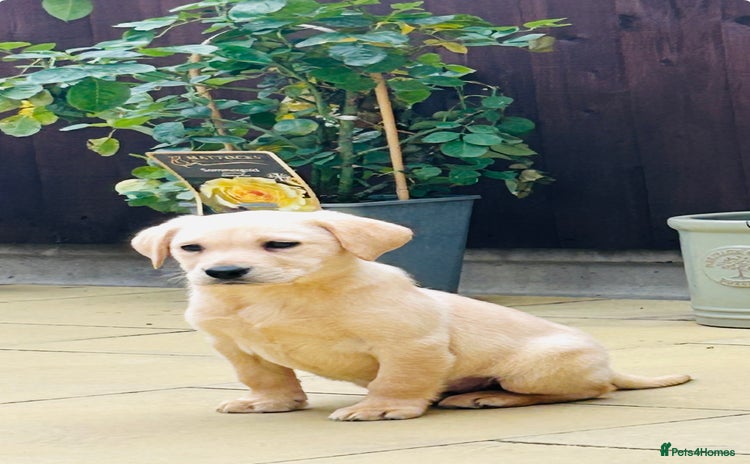 Labrador Retriever dogs - Advert 16