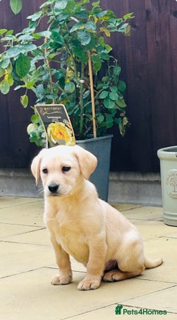 Labrador Retriever dogs - Advert 16