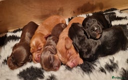 Cocker Spaniel dogs for sale: KC Registered Cocker Spaniel (Working) Puppies - Image 1