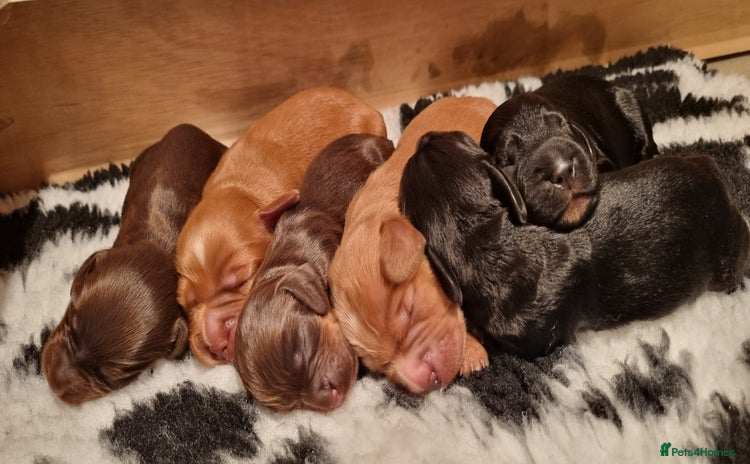 Cocker Spaniel dogs - Advert 16